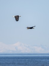 Two bald eagles (Haliaeetus leucocephalus) in flight against a blue sky, Anchor Point, Alaska, USA