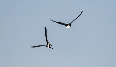 Two bald eagles (Haliaeetus leucocephalus) in flight against a blue sky, Anchor Point, Alaska, USA