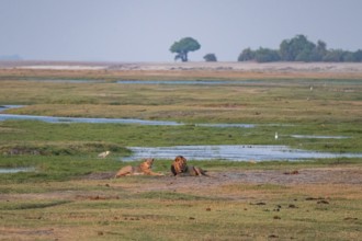 Maned lion and lioness, lion (Panthera leo), Ihaha, Chobe National Park, Botswana
