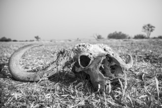 Buffalo Skull, Moremi Game Reserve, Botswana