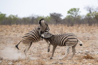 Two plains zebras (Equus quagga) fighting, Etosha National Park, Namibia