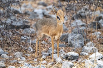 Damara dik-dik or kirk dik-dik (Madoqua kirkii), adult animal in the undergrowth, Etosha National