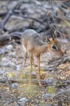 Damara dik-dik or kirk dik-dik (Madoqua kirkii), adult animal in the undergrowth, Etosha National