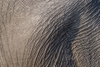 Detail, skin, African elephant (Loxodonta africana), Ihaha, Chobe National Park, Botswana