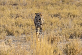 Cheetah (Acinonyx jubatus) running in dry savannah, Etosha National Park, Namibia