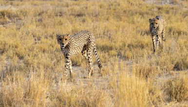 Two cheetahs (Acinonyx jubatus) in dry savannah, Etosha National Park, Namibia