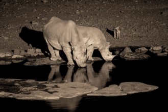 Night shot, black rhino (Diceros bicornis), Okaukuejo waterhole, Etosha National Park, Namibia