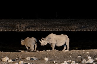 Night photograph, black rhino (Diceros bicornis) with young, Okaukuejo waterhole, Etosha National