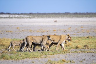 Lioness (Panthera leo) with cubs, Etosha National Park, Namibia