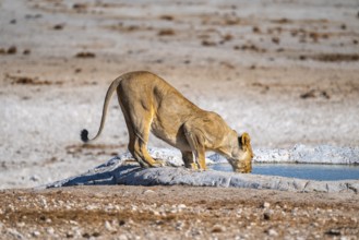 Lioness (Panthera leo) drinking at the waterhole, Nebrowni waterhole, Etosha National Park, Namibia