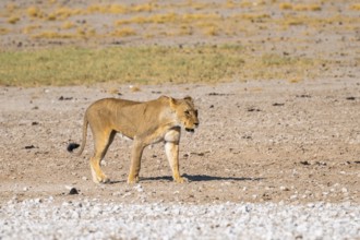 Lioness (Panthera leo), Etosha National Park, Namibia