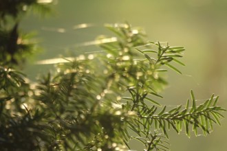 Yew with spider webs, winter, Germany