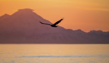 Bald eagle (Haliaeetus leucocephalus) flying in front of mountain silhouettes of the Aleutian chain