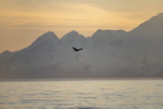 Bald eagle (Haliaeetus leucocephalus) flying in front of mountain silhouettes of the Aleutian chain