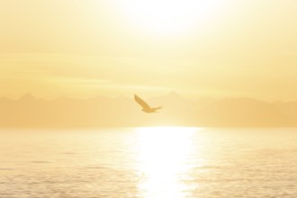 Bald eagle (Haliaeetus leucocephalus) flying against the setting sun, sunset, picturesque golden