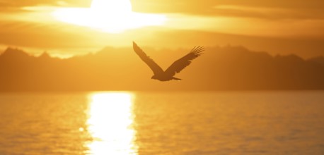 Bald eagle (Haliaeetus leucocephalus) flying in front of the setting sun, sunset, picturesque