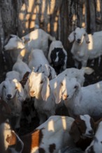 Goat stable, goats, traditional Himba village, Kaokoveld, Kunene, Namibia