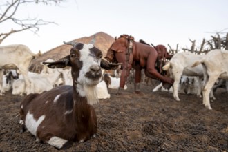 Himba woman milking a goat, traditional Himba village, Kaokoveld, Kunene, Namibia