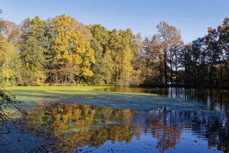 Autumn colors and algae on Sandbrack, a lake in the Kirchwerder district of Hamburg. Fünfhausen,