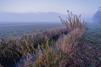 Winter landscape with reed at the Unterer Warwischer Wasserweg drainage trench in Hamburg's Vier-
