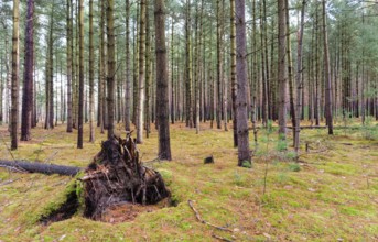 Coniferous forest, tall pine trees, in the Dahme-Heideseen nature park Park, also Dahmeland. A