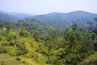 Fields, landscape and jungle, western region, Uganda