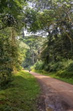Motorbike on a road through the jungle, western region, Uganda