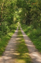 Dirt road leads through dreamy forest in the Lüneburger Heide nature park Park, Lower Saxony,