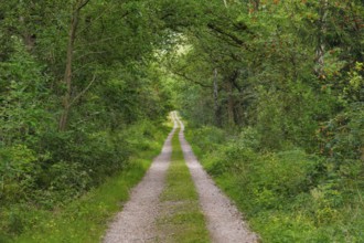 Dirt road leads through dreamy forest in the Lüneburger Heide nature park Park, Lower Saxony,