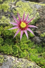 Blooming mountain houseleek
