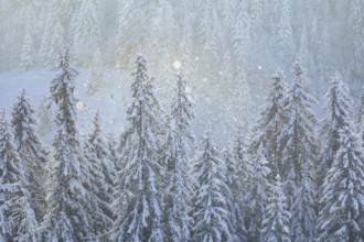 Fresh snow-covered spruce forest