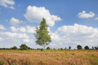 Birch tree in the blooming Lüneburg Heath, Lower Saxony, Germany