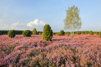Birches and junipers in the blooming southern heath near Schmarbeck, Lower Saxony, Germany