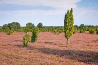 Juniper trees in the blooming southern heath near Schmarbeck, Lower Saxony, Germany