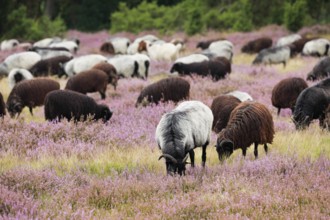 Heidschnucken eating in the midst of the blooming Lüneburger Heide, Lower Saxony, Germany