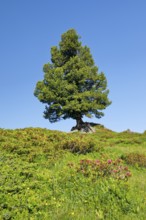 Old pine on Engstlenalp in Gental, Canton of Bern, Switzerland