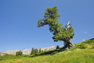 Old pine on Engstlenalp in Gental, Canton of Bern, Switzerland