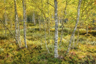 Birch forest and blueberry bushes in backlight, near Les Ponts-de-Martel in the canton of