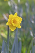 Daffodil (Narcissus), yellow flower in a garden, close-up, Wilnsdorf, North Rhine-Westphalia,