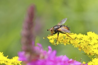 Hedgehog fly (Tachina fera), collecting nectar from a yellow flower of Solidago canadensis
