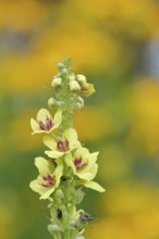 Dark mullein (Verbascum nigrum), flowers, inflorescence, in a natural garden, close-up, Wilnsdorf,