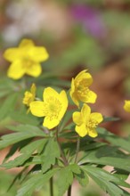 Yellow Anemone, Anemone ranunculoides, Yellow Wood Anemone, Anemone ranunculoides, in a beech