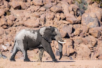 African elephant (Loxodonta africana), desert elephant, riverbed of the Ugab River, Damaraland,