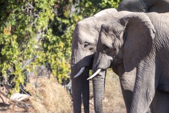 Two elephants, African elephants (Loxodonta africana), desert elephants, riverbed of the Ugab