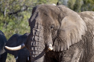 Adult male, African elephant (Loxodonta africana), desert elephant, animal portrait, riverbed of
