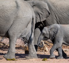 Young elephant among other elephants in the herd, African elephant (Loxodonta africana), desert