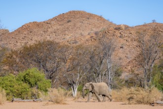 African elephant (Loxodonta africana), desert elephant in barren desert landscape, riverbed of the