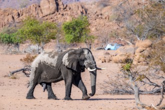 African elephant (Loxodonta africana), desert elephant in barren desert landscape, adult male,