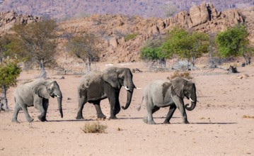 Three African elephants (Loxodonta africana), desert elephants, riverbed of the Ugab River,