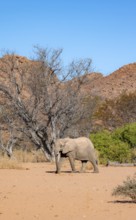 African elephant (Loxodonta africana), desert elephant in barren desert landscape, riverbed of the